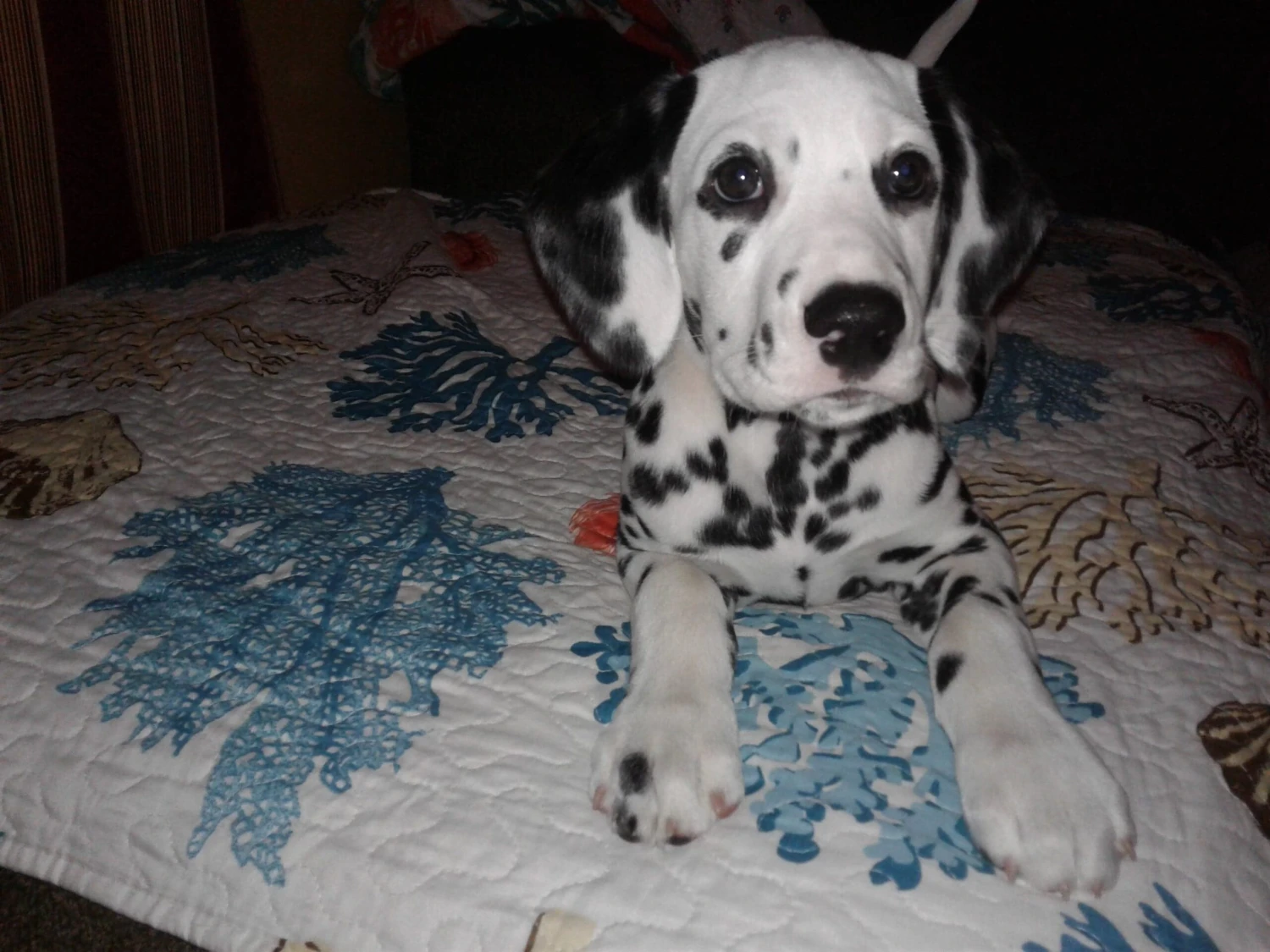 Coastal Reef Feather Throw - Image 5